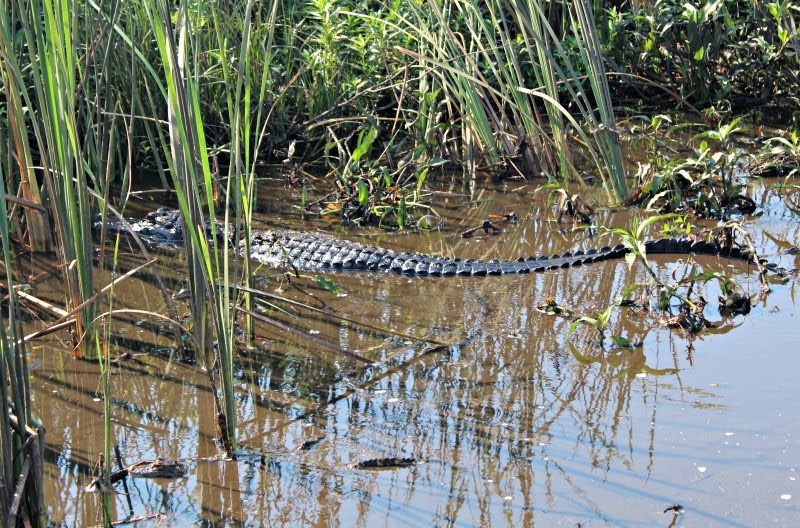 Alligator at Wild Florida