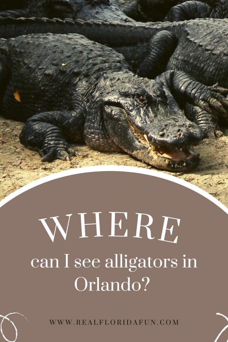 Where Can I See Alligators in Orlando