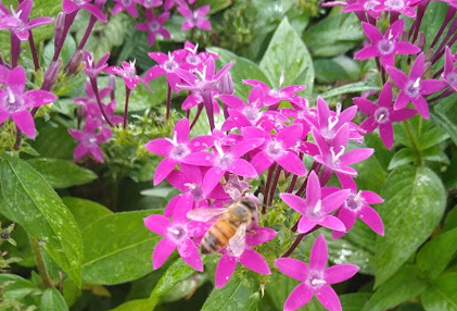 Flowers with bee on them